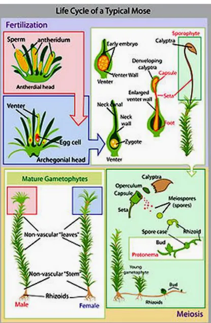 Gambar 1.6 Metagenesis tumbuhan lumut 