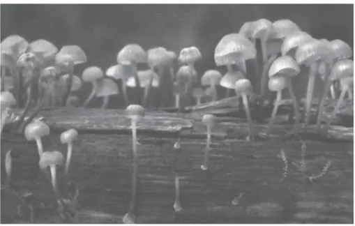 Gambar 2.1 Simbiosis jamur dengan tanaman 