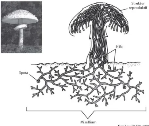 Gambar 2.4 Hifa dan miselium yang terdapat pada jamur 