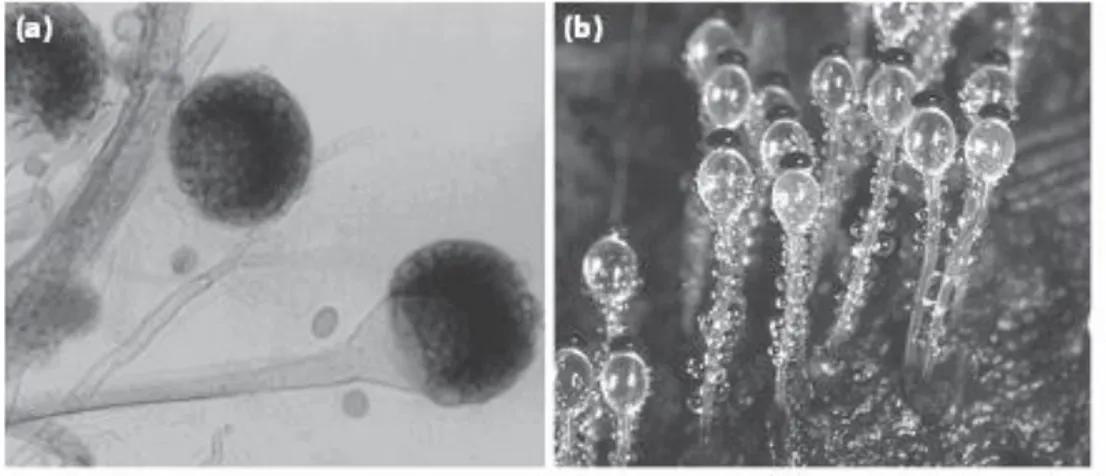 Gambar 2.7 Contoh spesies dari divisio Zygomycota, yaitu (a) Rhizopus  stolonifer dan (b) Pilobolus 