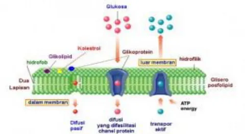 Gambar 6.1: Struktur membran sel dan fungsinya