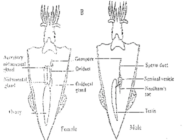 Gambar 2. Salah satu spesies cumi uji yang menunjukkan  ukuran panjang mantelnya (Jereb dan Roper,  2005)