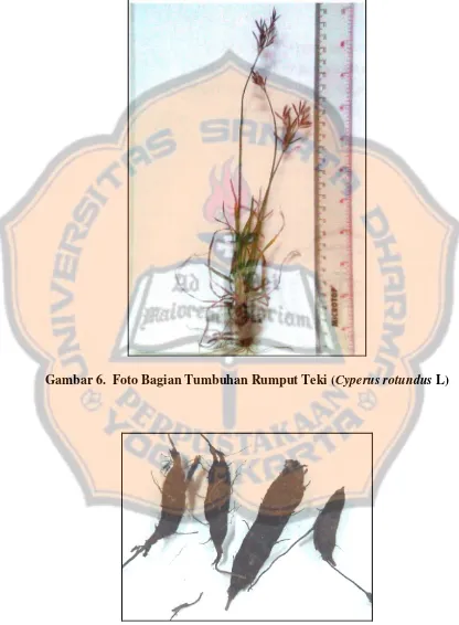Gambar 6.  Foto Bagian Tumbuhan Rumput Teki (Cyperus rotundus L) 