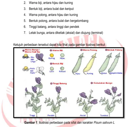 Gambar 1. Ilustrasi perbedaan pada sifat dan karakter Pisum sativum L 