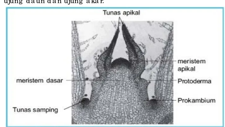 Gambar 1. Le tak Jaringan Me riste m 