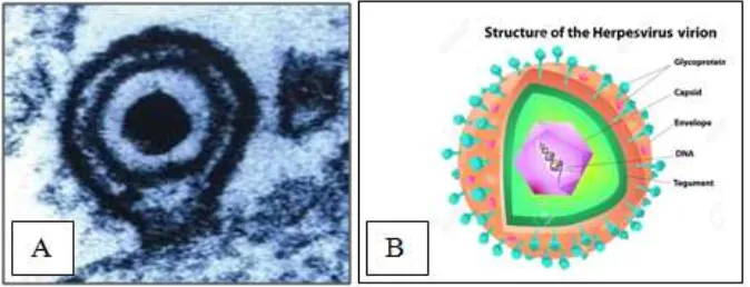 Gambar 2.7 A. Gambaran Virus Epstein Barr Dengan Mikroskop    Elektron; B. Struktur Virus Epstein Barr (Young dan Rickinson, 2017)