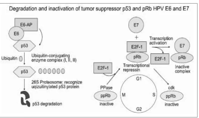Gambar 2.14 Degradasi Dan Inaktivasi Tumor Supresor Gen P 53 