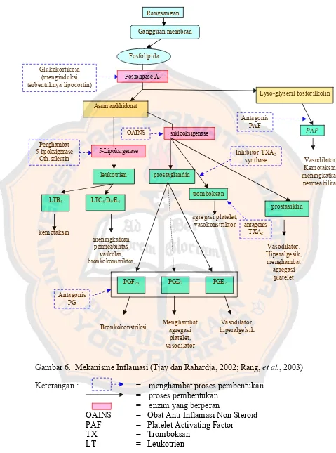 Gambar 6.  Mekanisme Inflamasi (Tjay dan Rahardja, 2002; Rang, et al., 2003) 