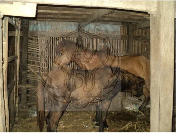 Gambar 1. Observasi kandang kuda  Sumber (Dokumentasi Faisal Syamsuddin, 2013) 
