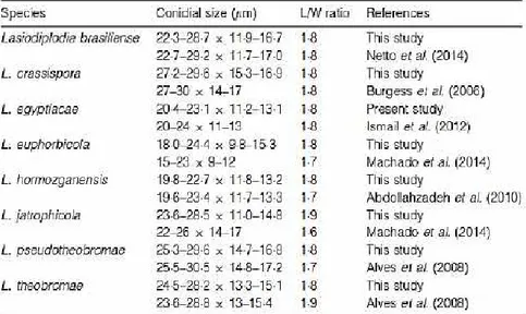 Tabel  1.  Perbedaan  ukuran  konidia  dan  L/W  Ratio  pada  beberapa  spesies  Lasiodiplodia (Correia et al, 2016) 