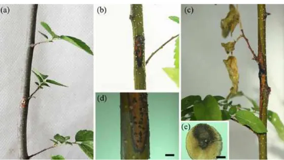 Gambar 9. Gejala Klinis Patogen L. pseudotheobromae yang diinokulasi pada  Hackberry di China (Lu, 2019)
