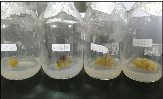 Gambar 2. Kalus Sarang semut pada hormon 2,4 D 2 ppm  kombinasi dengan glukosa 15, 20, 25  dan 30 g/l 