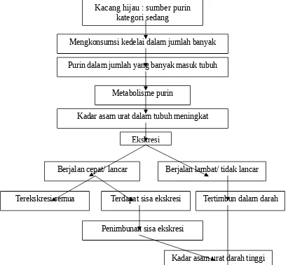 Gambar 2. Kerangka berpikir peningkatan kadar asam urat akibat mengkonsumsi kacang