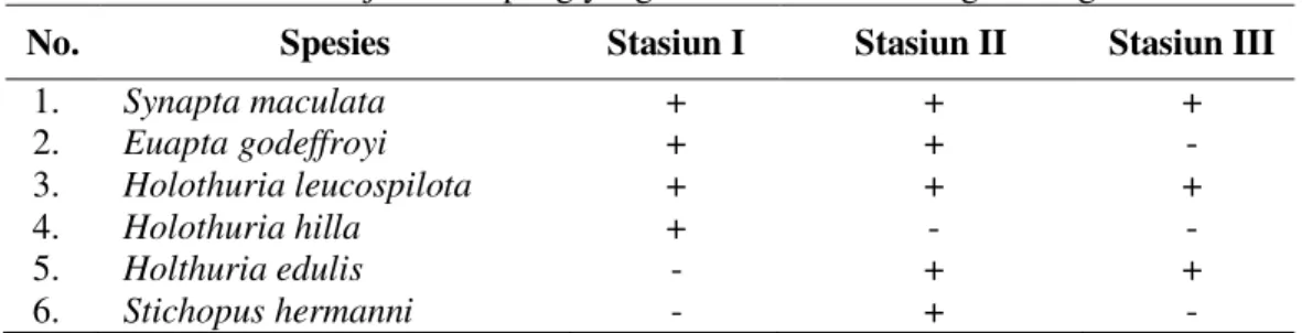 Tabel 1. Jenis-jenis Teripang yang Ditemukan di Masing-masing Stasiun 