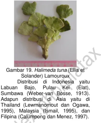 Gambar 18. Halimeda opuntia  (Linnaeus) Lamouroux 