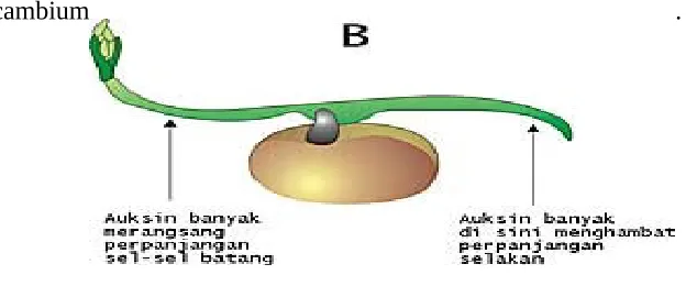 Gambar 3 Pertumbuhan Skunder pada tumbuhan