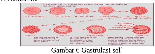 Gambar 6 Gastrulasi sel`