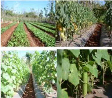Gambar 2. Hasil Produksi Hortikulturan (Sayur Putih, Tomat, Melon, Timun, Paria) 