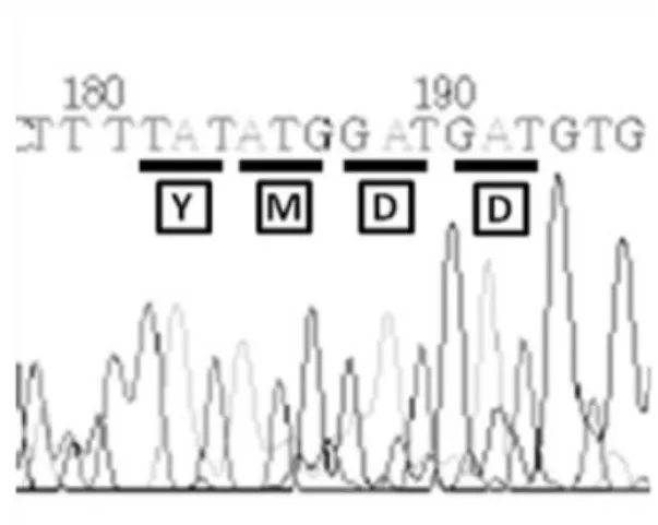 Tabel  1.  Penentuan  Ukuran  Produk  PCR Potongan  Kerangka  Baca  Terbuka Gen  Pengkode  Polimerase  Virus Hepatitis B Ukuran Marka DNA (pb) Log UkuranMarkaDNA Jarak Migrasi(cm) 5000 3.698 1.9 4000 3.602 2.1 3000 3.477 2.4 2000 3.301 2.8 1000 3 3.6