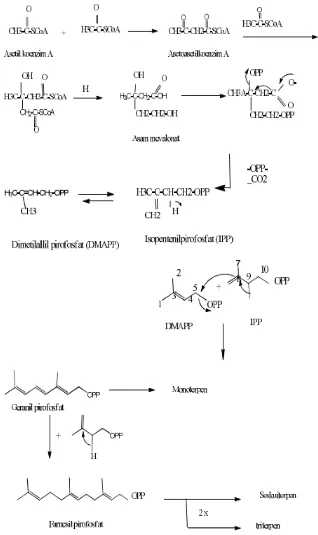 Gambar 2. 2. Reaksi biosintesis terpenoid (Lenny 2006)