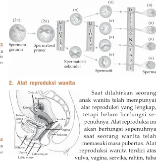 Gambar 2.3SpermatositSISpermato-I