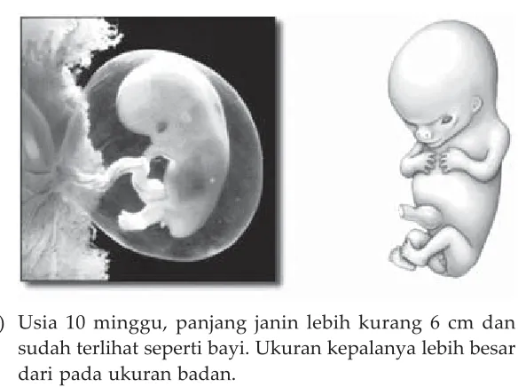 Gambar 2.6Embrio umur 4 minggu.