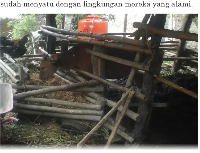 Gambar 7.  Kandang sapi di Desa Sasak Ende (Dok.Pen)