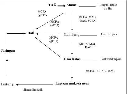 Gambar 2.4. Perbedaan Metabolisme MCT dan LCT 