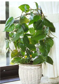 Gambar 2.2. Philodendron scandens 