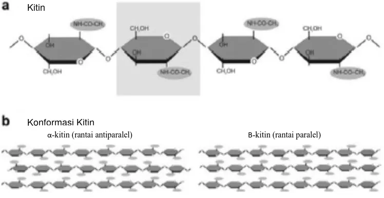 Gambar 1. Struktur kimia dari kitin [3] 