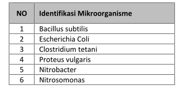 Tabel 1 : Identifikasi Mikroorganisme.