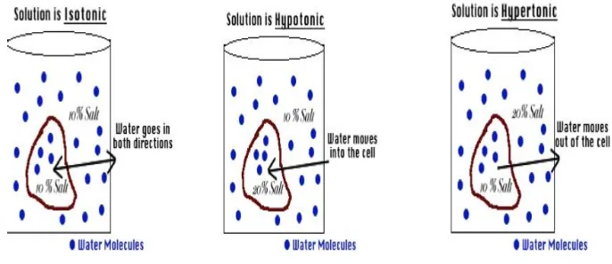 Gambar 1.7  Partikel zat terlarut dan pelarut murni (air) pada kondisi isotonik, hipotonik dan hipertonik 