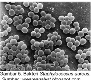 Gambar 5. Bakteri Staphylococcus aureus.  Sumber : weareanalyst.blogspot.com 