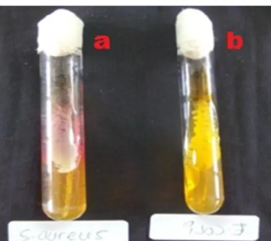 Gambar 9. Pembuatan medium. 