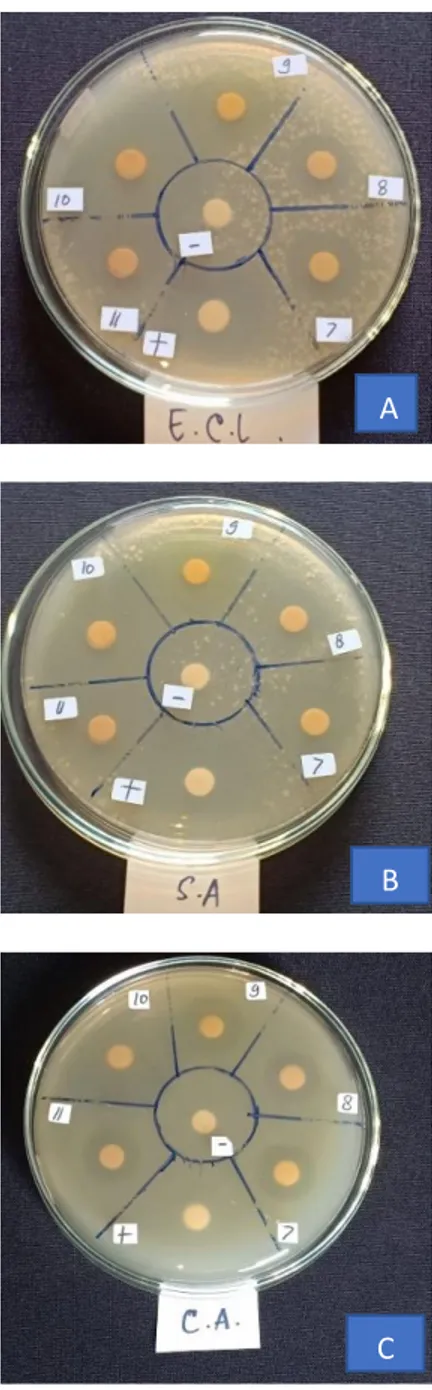 Gambar  4.  D,  E,  F  Hasil  uji  aktivitas  antibakteri  dan  antijamur  pengamatan  2x24 jam  pada  media  mikrooganisme  uji  E