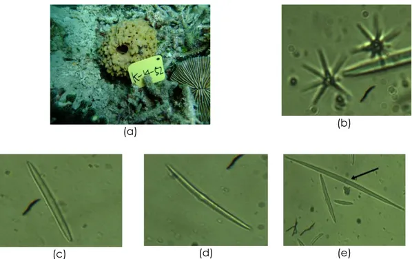 Gambar 1. Foto sponge K14-52 (a), mikrosklerit (b) dan makroskerit (c-e). makrosklerit (c-e)