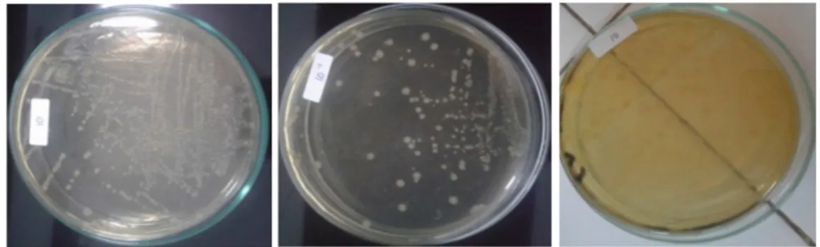 Tabel 1. Isolat Bakteri Limbah Laboratorium  Kesehatan STIKes Maharani 