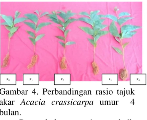 Gambar  4.  Perbandingan  rasio  tajuk  akar  Acacia  crassicarpa  umur    4  bulan. 