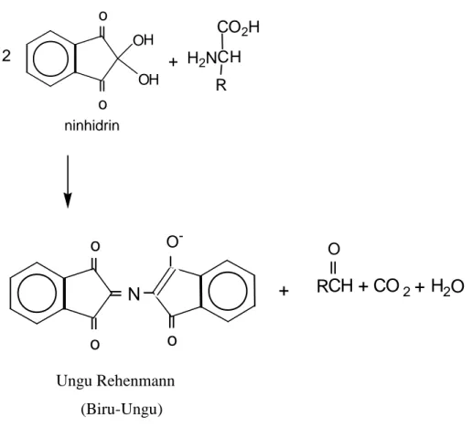 Gambar 2.3. Reaksi asam amino dengan ninhidrin.
