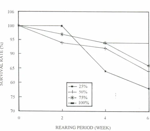Figure  1.  Suruiual  rate of squid  (Sepioteuthis  lessottian,a)  juuenite  fed  at  different feed  rations  for