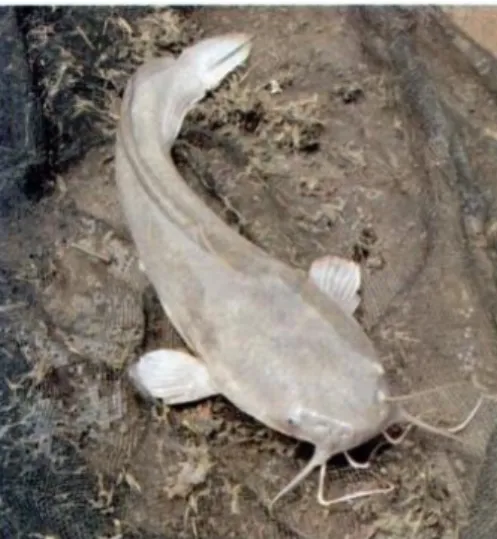 Gambar 1. Ikan lele dumbo (Clarias gariepinus) (Mahyuddin, 2008) 