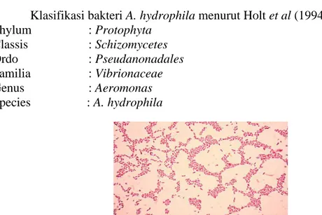 Gambar 2. Aeromonas hydrophila perbesaran 1000X (Yulita, 2002) 