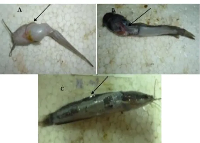 Gambar  3.  Gejala  klinis  ikan  lele  yang  terinfeksi  Aeromonas  hydrophila                      Keterangan  :    A  :  Abdominal  dropsy;    B  :  Ulcer;  C  :  Nekrosis                      (Triyaningsihet al, 2014) 