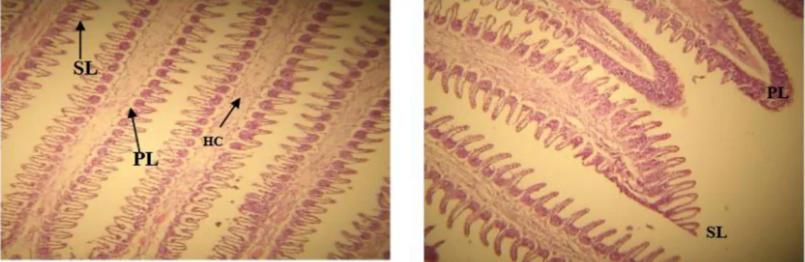 Gambar  4.  Photomicrographs  dari  insang  lele  normal  menunjukkan  pengaturan                    lamella  Primer  (P)  dan  Sekunder  (S)