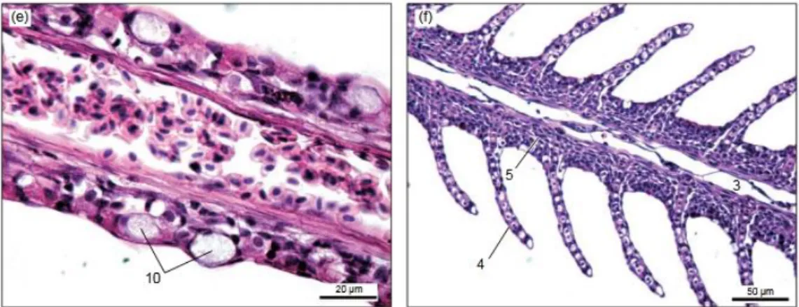Gambar  5.    Histologi  normal  insang  C.  gariepinus  (hematosiklin  dan  eosin):  (a)                        dan  (b)  struktur  makroskopis  insang;  (c)  struktur  histologis  lamella                        insang  primer;  (d)  perincian  lamella  i