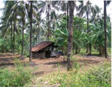 Gambar 6 Penanaman pisang di antara perkebunan kelapa