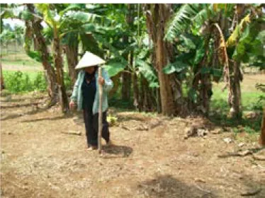 Gambar  7  Pengrajin  menugal  lahan  untuk  penanaman  padi  gogo