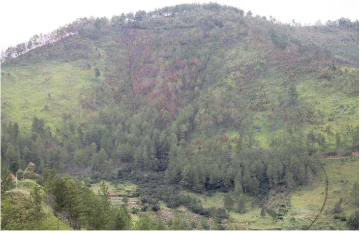 Gambar 3.1. : Lereng bukit yang masih ditumbuhi oleh pepohonan yang telah terbakar di kawasan hutan Tele Kabupaten Samosir (Sumber: Samuel Sagala) 
