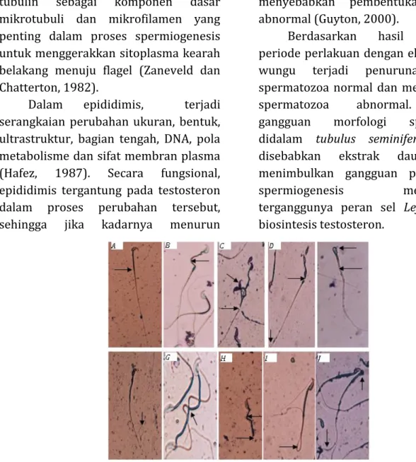 Gambar  1 :   Berbagai kelainan morfologi spermatozoa  Rattus novergicus.L setelah  diberi ekstrak daun wungu