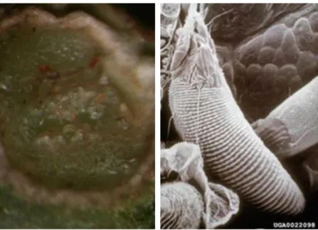 Gambar 1. Rongga puru setelah dibelah berisi sejumlah telur, nimfa dan dewasa (sebelah kiri,  Sumber:  Indiati et  al